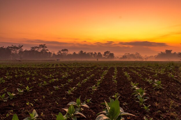 A Peek Inside a Tobacco Plantation: From Seedling to Cured Leaf